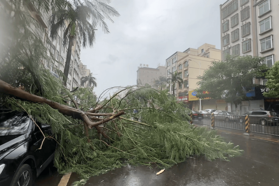 皇冠信用網会员开户申请_湛江徐闻实况：路边大树被强风刮倒皇冠信用網会员开户申请，车辆被砸！台风“麦德姆”即将登陆