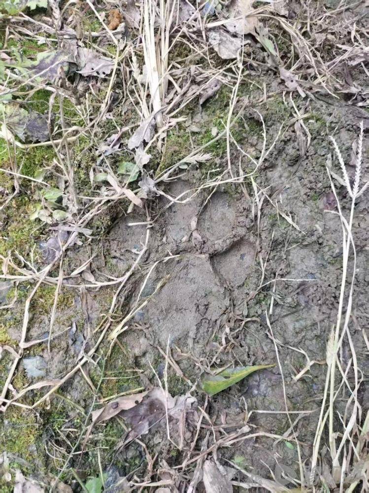 白俄罗斯 vs丹麦_湖北鹤峰县疑再现老虎踪迹白俄罗斯 vs丹麦，村民家猪遭袭，玉米地发现脚印，此前男子自称干农活时被抓伤，当地回应