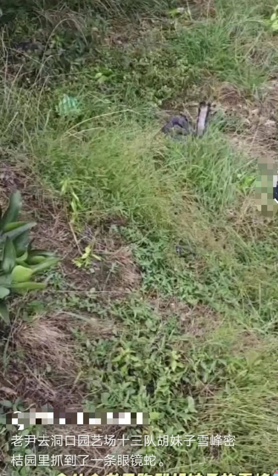 皇冠信用盘如何开户_已组织10多人寻找！湖南邵阳一男子直播挖蛇时被咬皇冠信用盘如何开户，拒打血清后失联