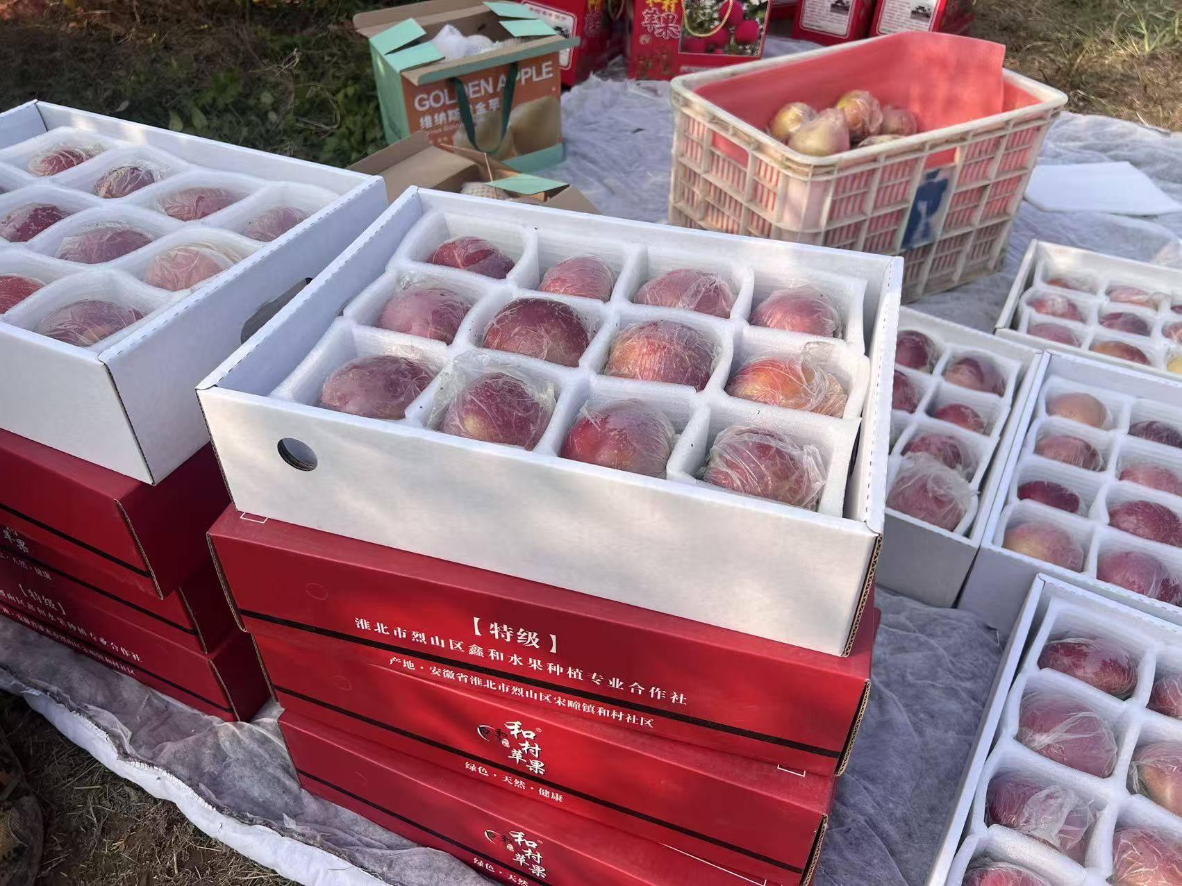 皇冠信用代理出租_“淮北为啥不种橘子皇冠信用代理出租？”果农：因为我们有更甜的王牌