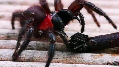 皇冠信用平台出租出售_驻日美军基地毒蜘蛛“疑似外溢”