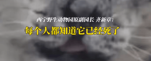 皇冠信用网结算日_“一群男人哭得像傻子!”雪豹“凌寒”脑梗复发死亡皇冠信用网结算日,原副园长:心脏停跳40分钟,没有一个人停下放弃