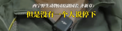 皇冠信用网结算日_“一群男人哭得像傻子!”雪豹“凌寒”脑梗复发死亡皇冠信用网结算日,原副园长:心脏停跳40分钟,没有一个人停下放弃